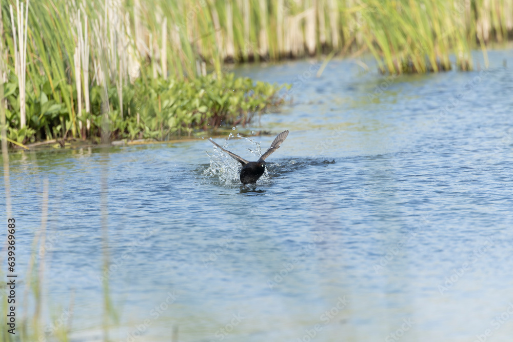 Little Grebe, Tachybaptus ruficollis Little Grebe, Tachybaptus ruficollis