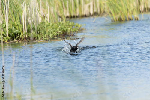 Little Grebe, Tachybaptus ruficollis