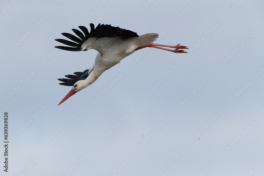Fototapeta premium White Stork, Ciconia ciconia