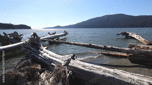 Tree logs deposited on beach in Port San Juan Canada
