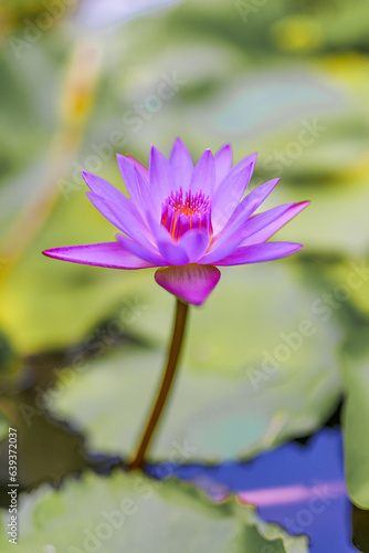 Beautiful pink water lily flower with leaves in pond. Beauty in nature concept banner for wellness  cosmetics  recreation  wallpaper floral petals decoration. Bright romantic blossom  blurred lush