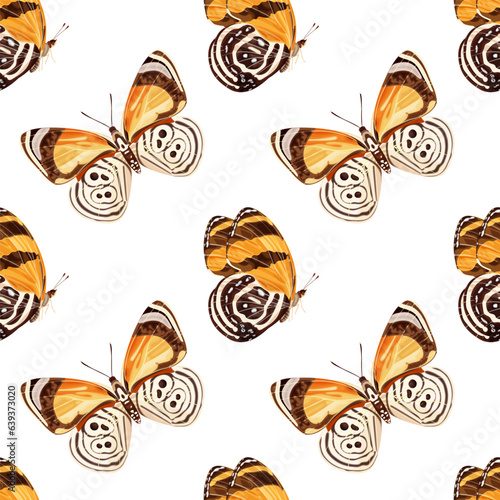 Seamless pattern with orange butterfly -diaethria clymena. Tropical insect. photo