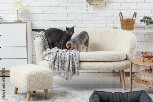 Cute small Yorkshire terrier dog and British cat on sofa at home