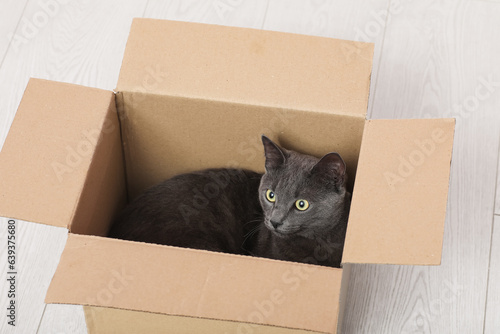Cute British cat lying in box on floor