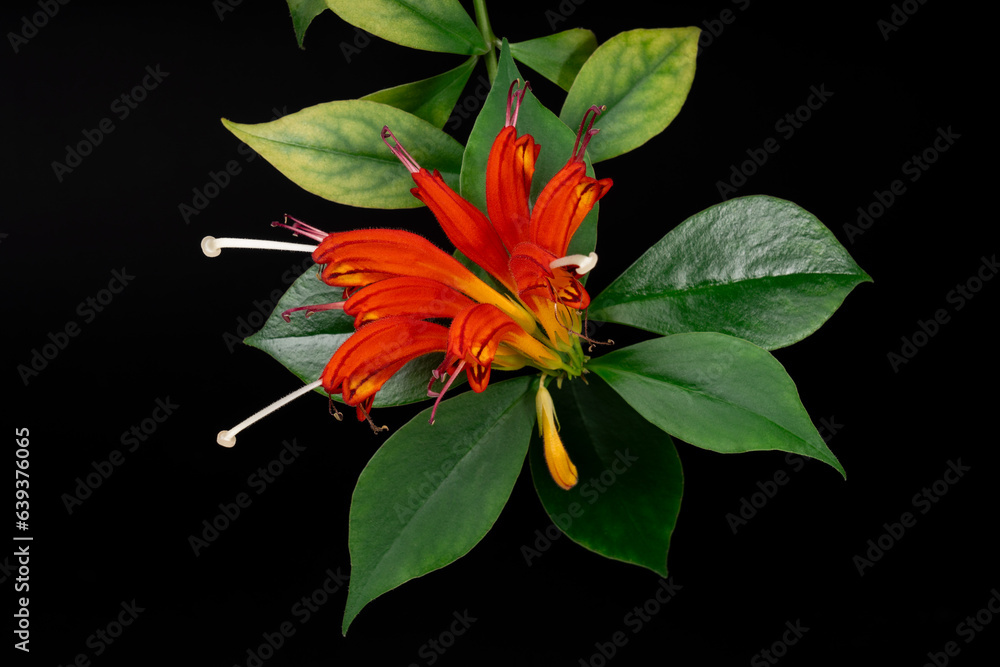 Aeschynanthus, czerwony kwiat w rozkwicie z widocznymi białymi pręcikami wraz z łodygą i zielonymi  liśćmi na czarnym tle - obrazy, fototapety, plakaty 