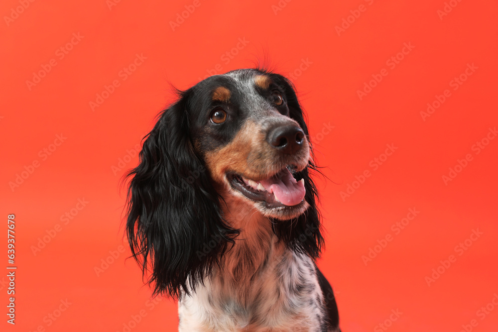 Portrait of cute funny cocker spaniel dog on orange background Portrait of cute funny cocker spaniel dog on orange background