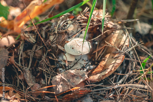 Asterophora mushroom on another mushroom