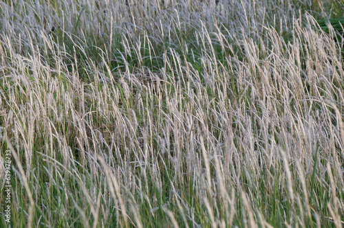Fototapeta Naklejka Na Ścianę i Meble -  white grass in paddy field