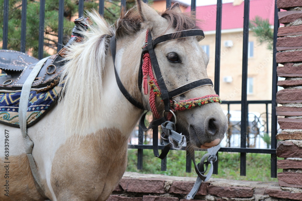 Fototapeta premium portrait of a horse