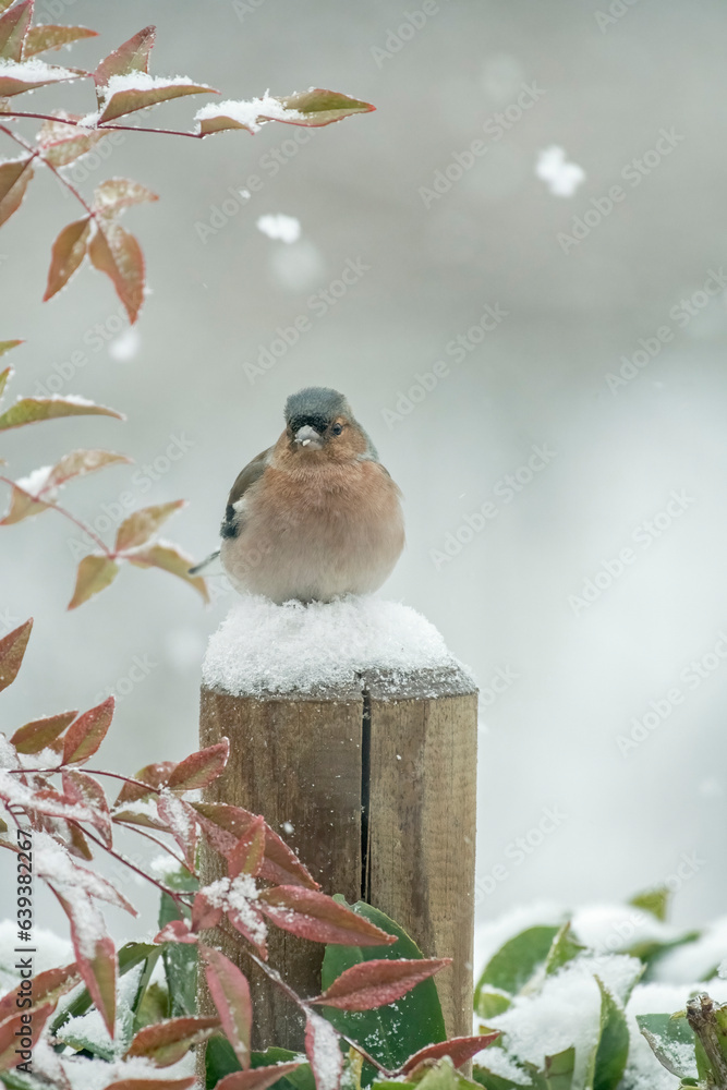 Male Chaffinch (Fringilla coelebs) perched comfortably on soft snow during a snowfall on a winter morning in the Italian Alps, January - vertical. Christams concept-