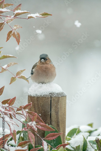 Obraz na płótnie Male Chaffinch (Fringilla coelebs) perched comfortably on soft snow during a snowfall on a winter morning in the Italian Alps, January - vertical. Christams concept- w salonie