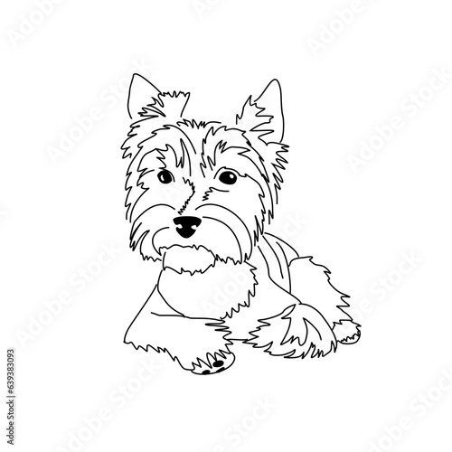 Vector drawing of a Yorkshire Terrier puppy. A sketch of a lying little dog