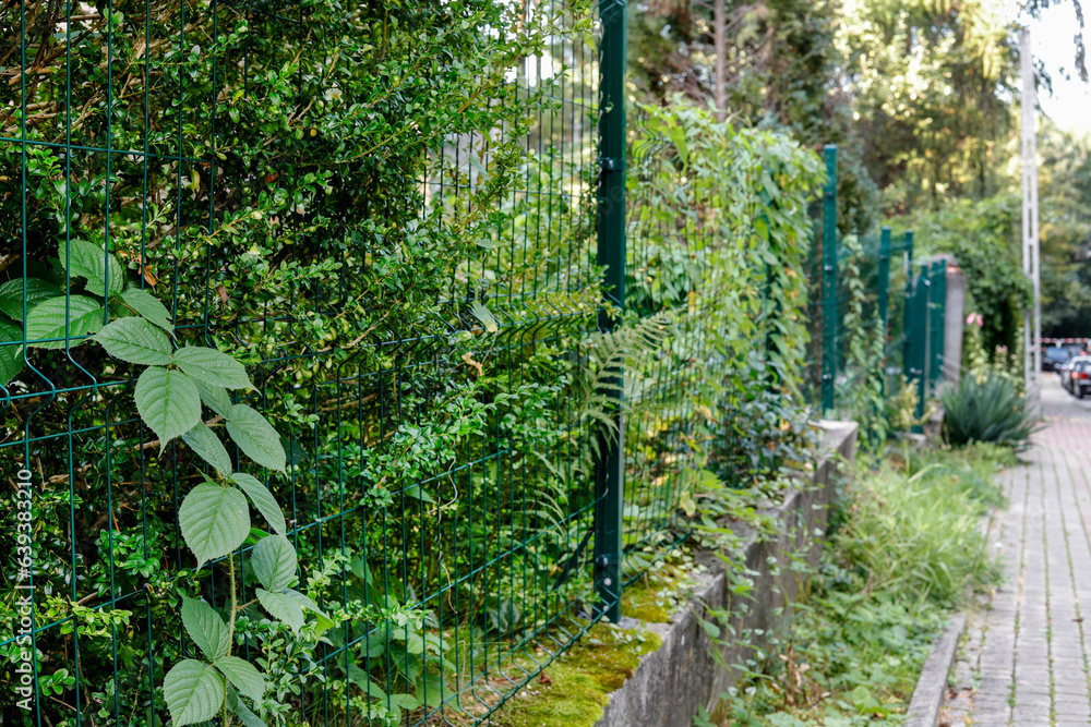 A lush green garden full of diverse plants behind a modern fence. A lush green garden full of diverse plants behind a modern fence.