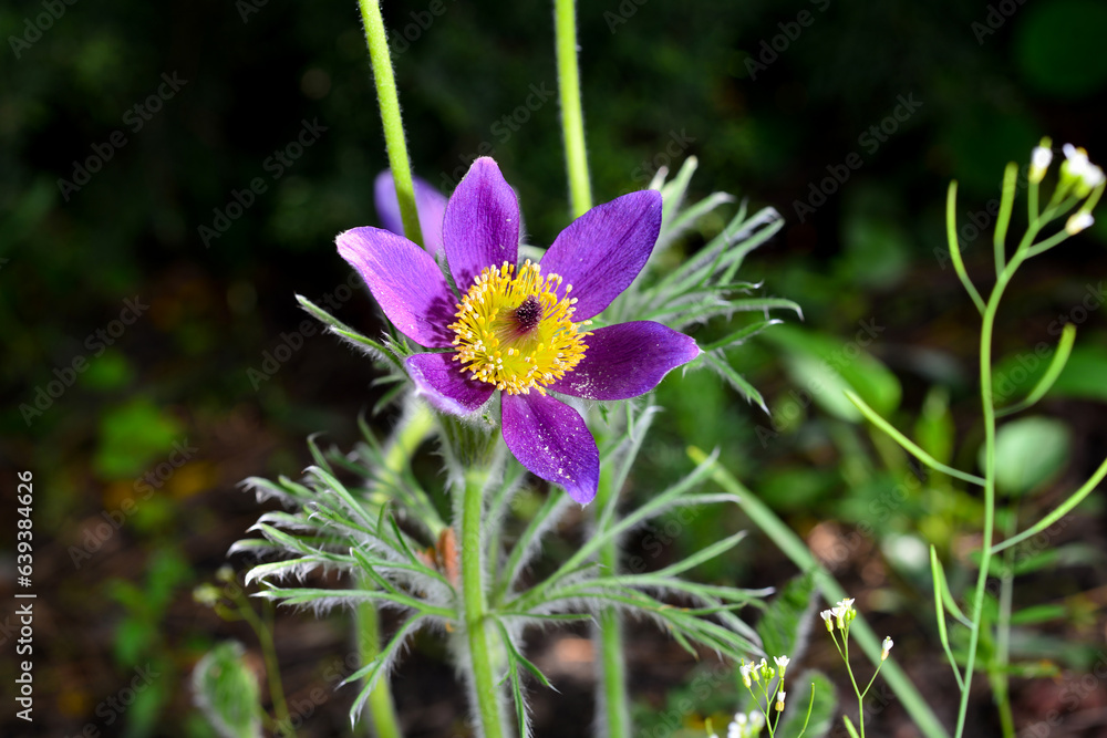Opened lumbago, dream-grass, lat. Anemone patens, is a perennial plant that blooms from April to June. Opened lumbago, dream-grass, lat. Anemone patens, is a perennial plant that blooms from April to June.