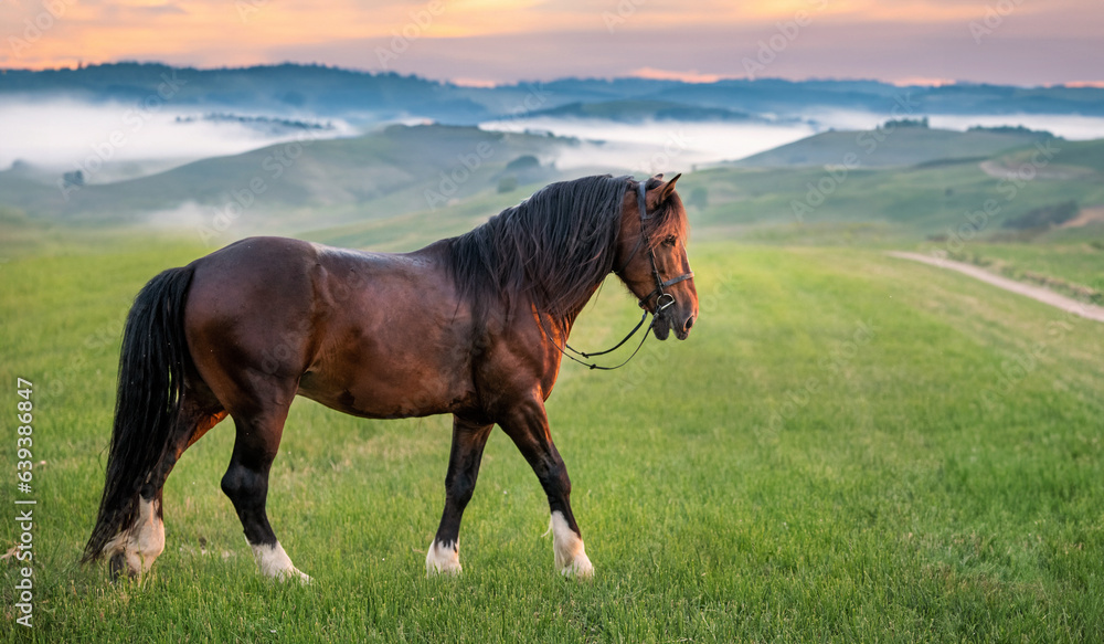 Horse in the field against the background of the hills in the soft evening light. Horse in the field against the background of the hills in the soft evening light.