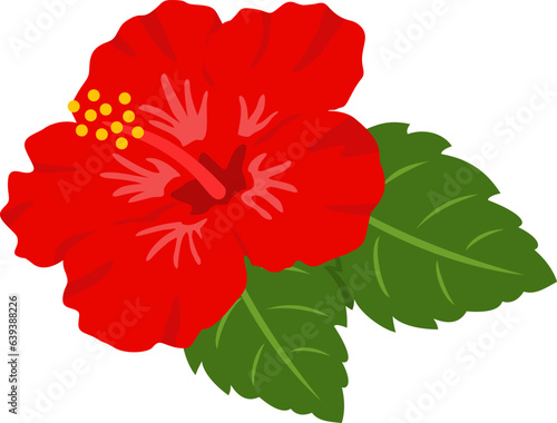 ハイビスカス Hibiscus