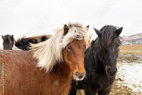 Close up view of two Icelandic horse in winter coat with long manes looking at camera, a breed of small horse developed in Iceland known to be very sturdy and winter hard © Sonja