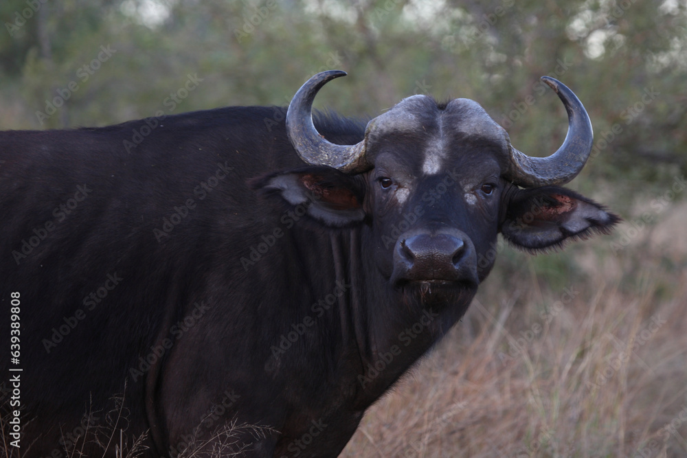 Kaffernbüffel / African buffalo / Syncerus caffer Kaffernbüffel / African buffalo / Syncerus caffer