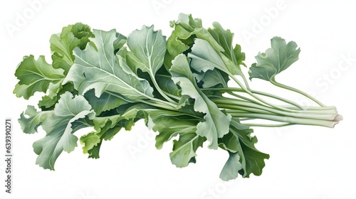 Sea kale on white background photo