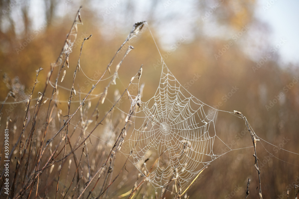 Cobweb in autumn morning dew