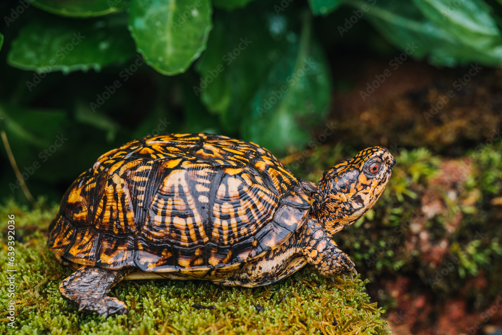 Obraz premium Indiana eastern box turtle