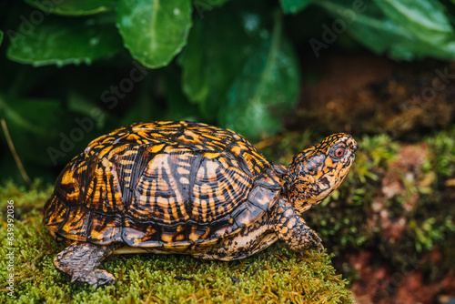 Indiana eastern box turtle