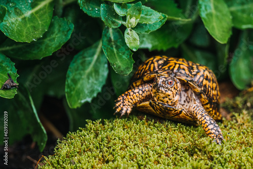 Indiana eastern box turtle photo