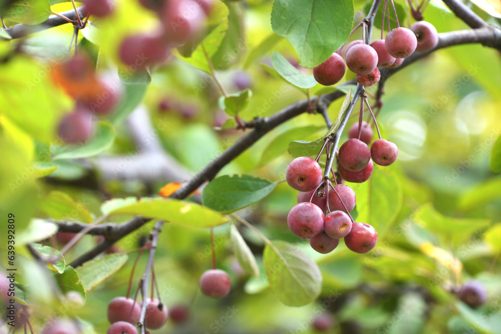 Crab apple fruit ripening on the tree in late summer early autumn, crabapple Crab apple fruit ripening on the tree in late summer early autumn, crabapple