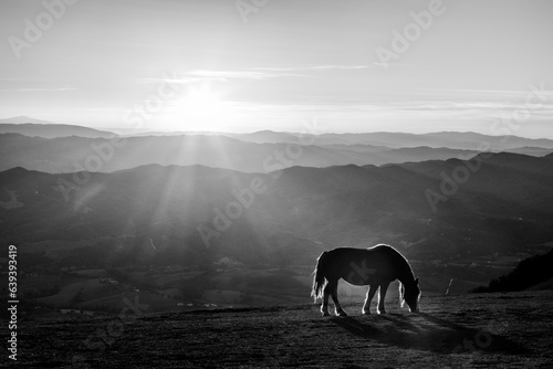 Horse pasturing on top of a mountain at sunset, with long shadows
