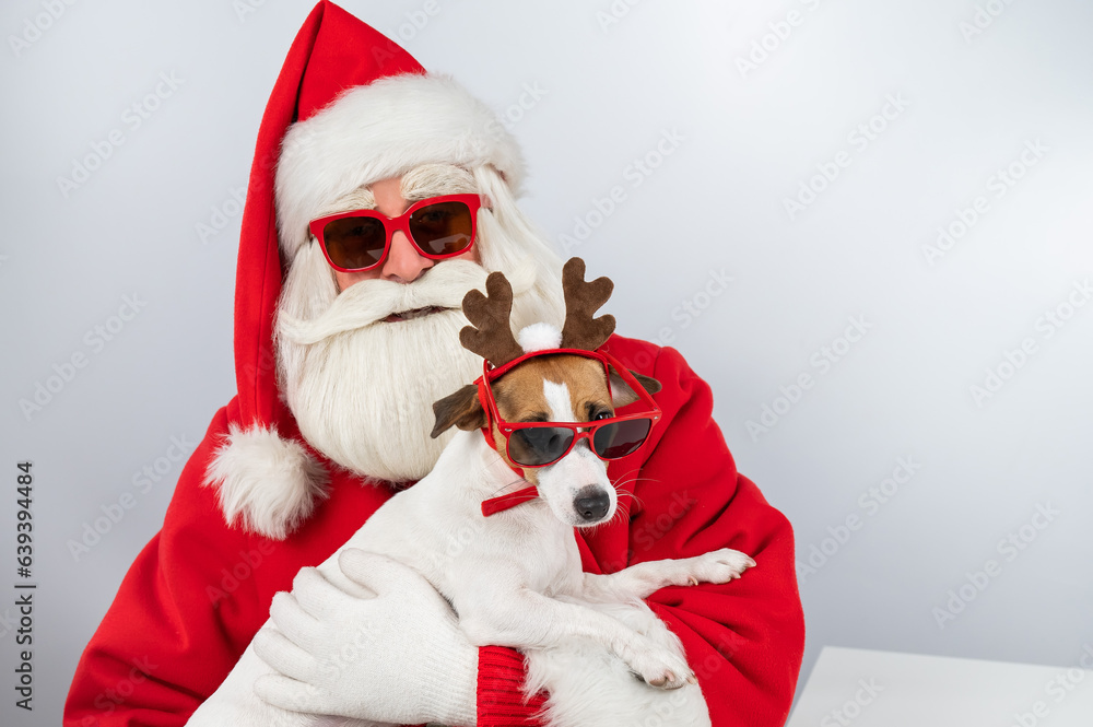 Portrait of santa claus in sunglasses and dog jack russell terrier in rudolf reindeer ears on a white background. Portrait of santa claus in sunglasses and dog jack russell terrier in rudolf reindeer ears on a white background.