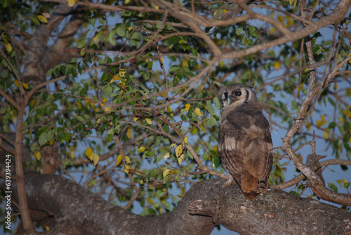 Milchuhu / Verreaux's eagle-owl  / Bubo lacteus. photo