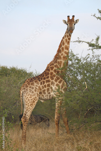 Giraffe   Giraffe   Giraffa camelopardalis