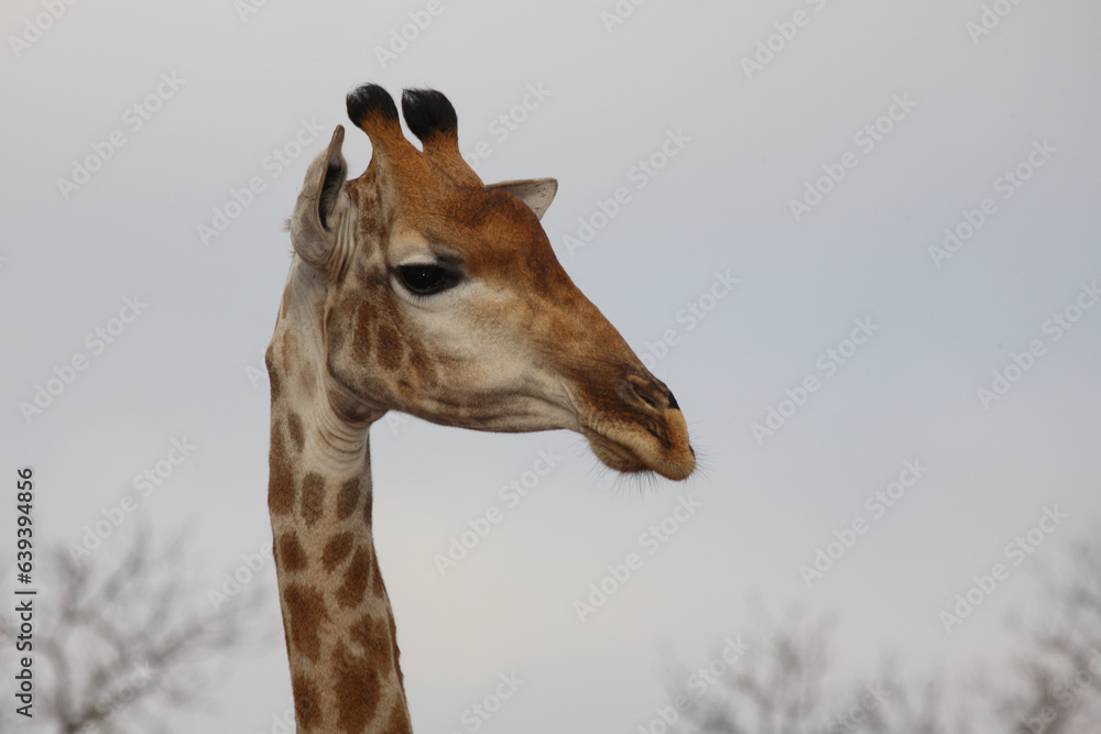 Foto Giraffe / Giraffe / Giraffa camelopardalis