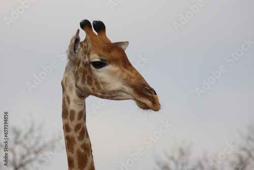 Photography Giraffe / Giraffe / Giraffa camelopardalis