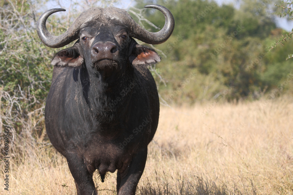 Kaffernbüffel / African buffalo / Syncerus caffer Kaffernbüffel / African buffalo / Syncerus caffer