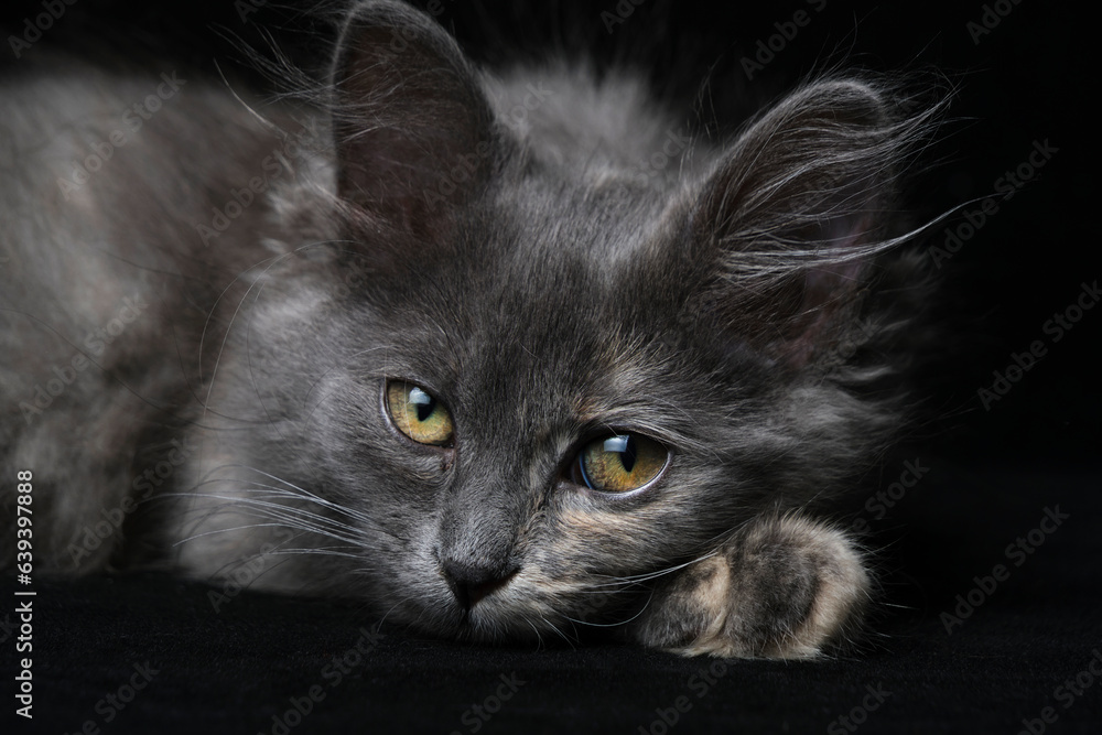 Young gray kitten with beautiful eyes black background.