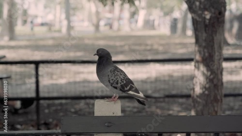 Pannorama to Pigeon on park Bench. photo