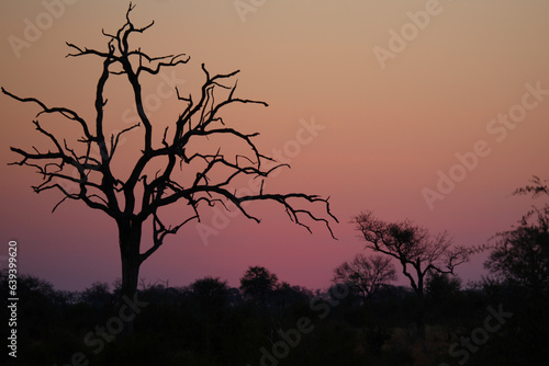 Sonnenaufgang - Krüger Park - Südafrika / Sunrise - Kruger Park - South Africa / © Ludwig