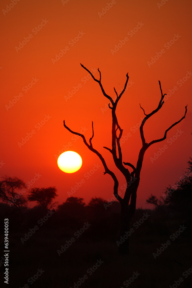 Sonnenaufgang - Krüger Park - Südafrika / Sunrise - Kruger Park - South Africa / Sonnenaufgang - Krüger Park - Südafrika / Sunrise - Kruger Park - South Africa /