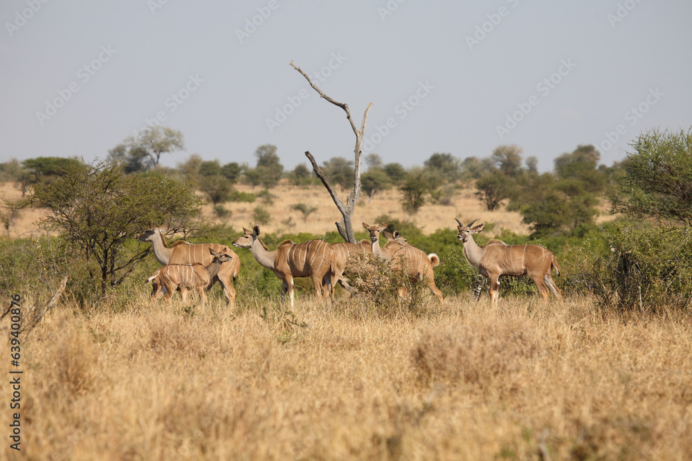 Großer Kudu / Greater kudu / Tragelaphus strepsiceros. Großer Kudu / Greater kudu / Tragelaphus strepsiceros.