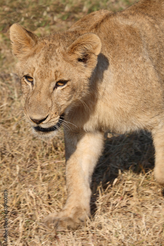 Afrikanischer Löwe / African lion / Panthera leo.. © Ludwig