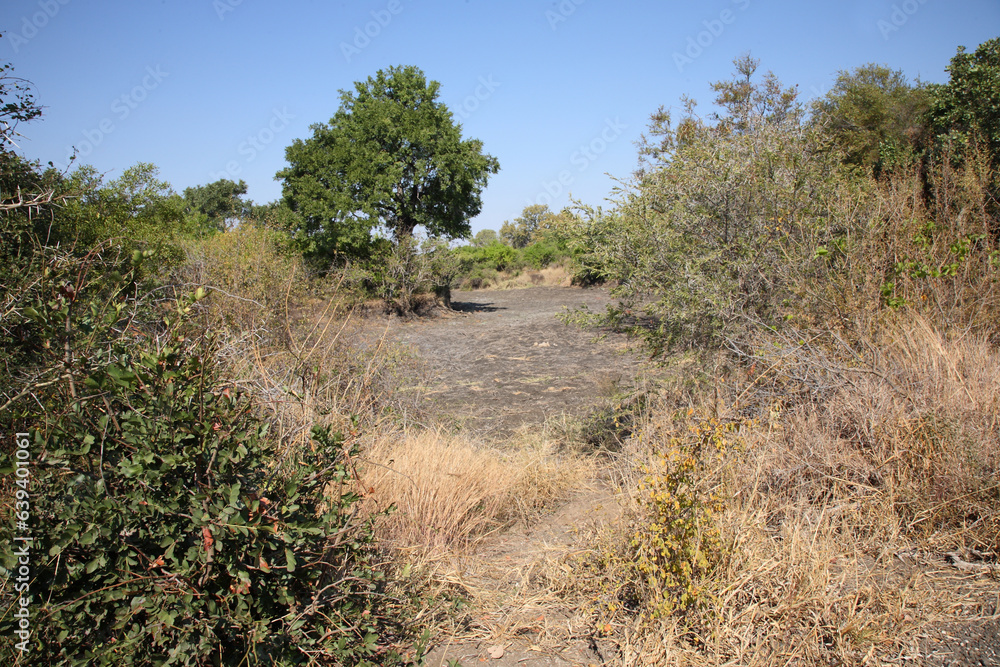 Afrikanischer Busch - Krügerpark - N`wanetsi River / African Bush - Kruger Park - N`wanetsi River / Afrikanischer Busch - Krügerpark - N`wanetsi River / African Bush - Kruger Park - N`wanetsi River /