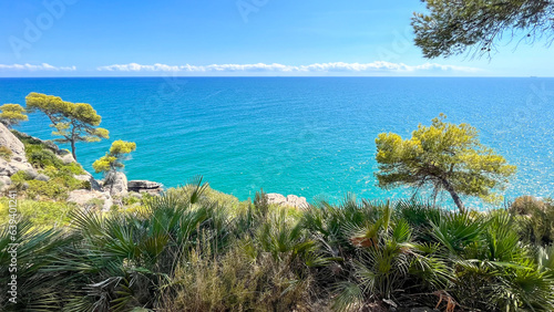 Palm trees and pines on the shores of the Mediterranean Sea