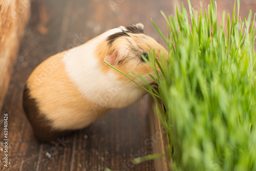 A guinea pig wants some grass