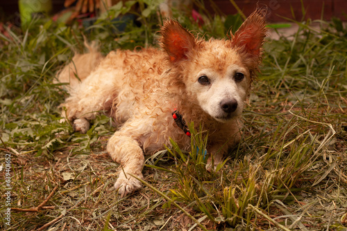 curly wet red mongrel dog lies on grass.