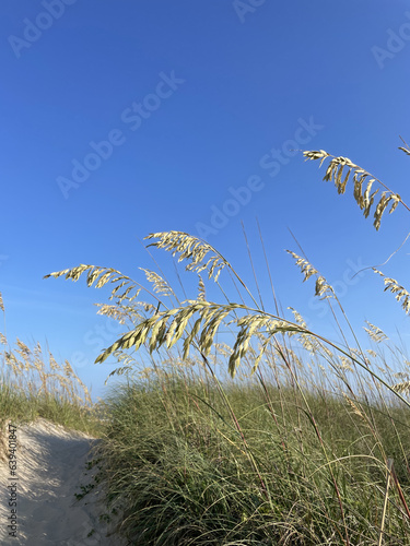 Foto Sea Oats