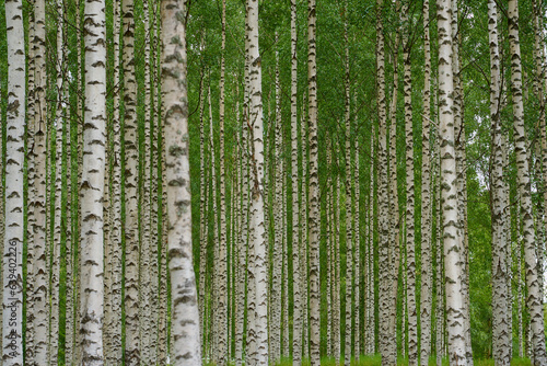 Birch grove as a natural background.