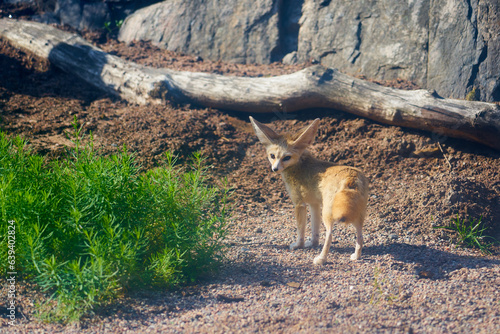 A Fennech fox with big ears in the sun. photo