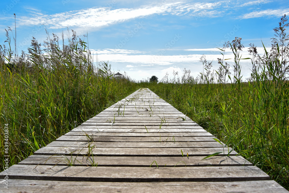 Fototapeta premium A nature trail with a wooden boardwalk near the sea