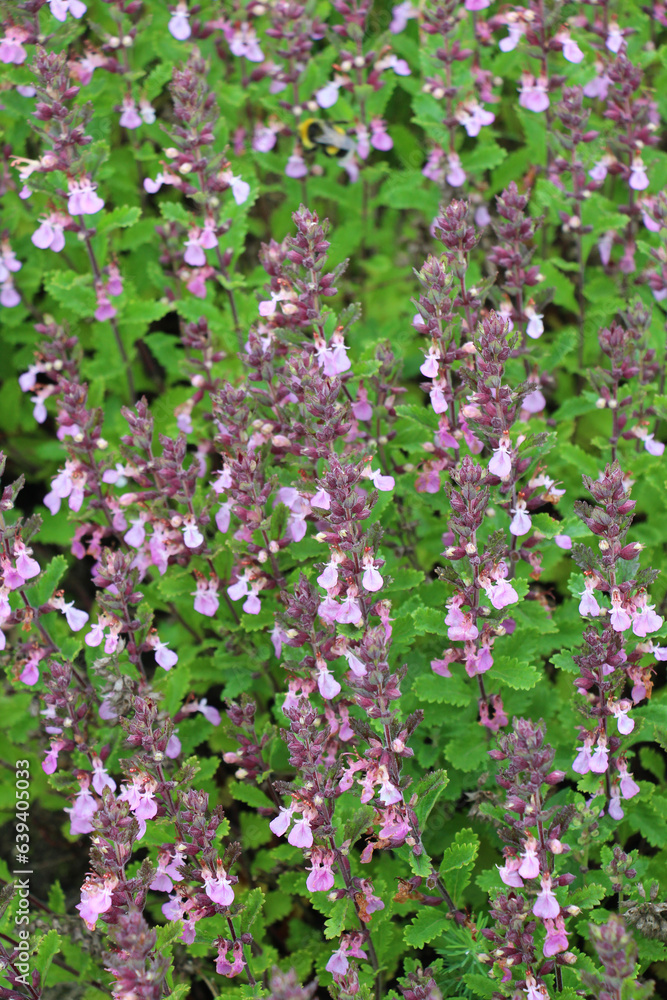 Fototapeta premium Teucrium chamaedrys grows in nature in summer